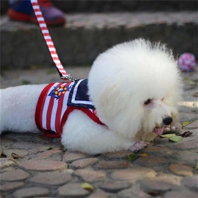 Cute Harness For Small Dogs